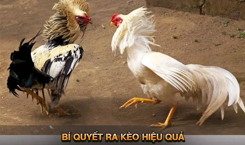 Bí Quyết Ra Kèo Hiệu Quả